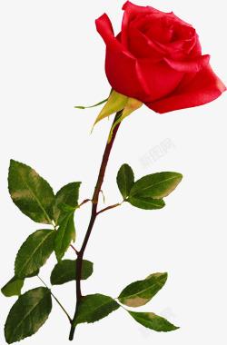 红色玫瑰爱情婚庆素材