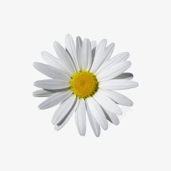白色小菊花铃铛花白色小雏菊高清图片