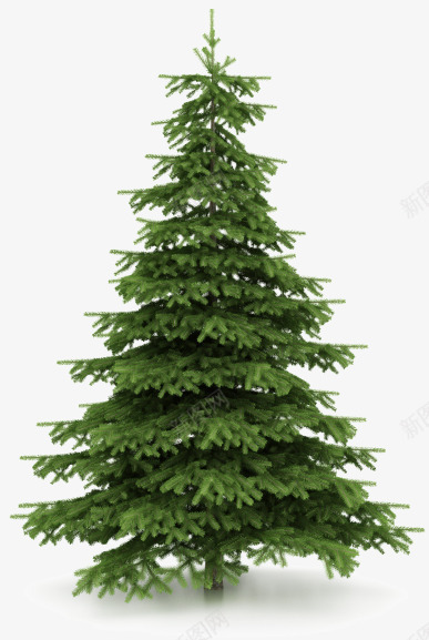 圣诞松柏树png免抠素材_新图网 https://ixintu.com 圣诞树 柏树 树林 植物