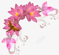 粉红莲花边框素材