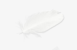漂亮白色羽毛素材