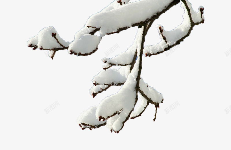雪压枯枝png免抠素材_新图网 https://ixintu.com 枯枝 树枝 白色 装饰素材 雪 雪景