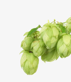 啤酒与花绿色果状植物啤酒酒花实物高清图片