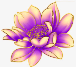 紫色黄岑花儿紫色睡莲花儿高清图片