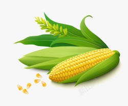 农家玉米碴子玉米碴子粗粮食品高清图片