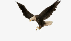 黑色鹰鹰飞翔的鹰黑色翅膀鹰高清图片