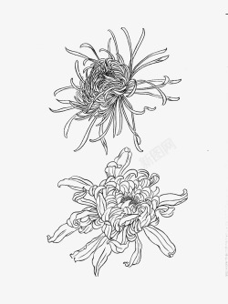 黑白描线花卉菊花高清图片