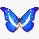 MorphoHelenaIcon图标png_新图网 https://ixintu.com animal butterfly helena morpho 动物 大闪蝶 海伦娜 蝴蝶