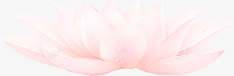 创意合成手绘粉色的莲花造型png免抠素材_新图网 https://ixintu.com 创意 合成 粉色 莲花 设计 造型