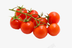 实物红色分支带藤樱桃番茄素材