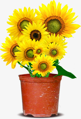 黄色盆栽向日葵创意花朵png免抠素材_新图网 https://ixintu.com 创意 向日葵 盆栽 花朵 黄色