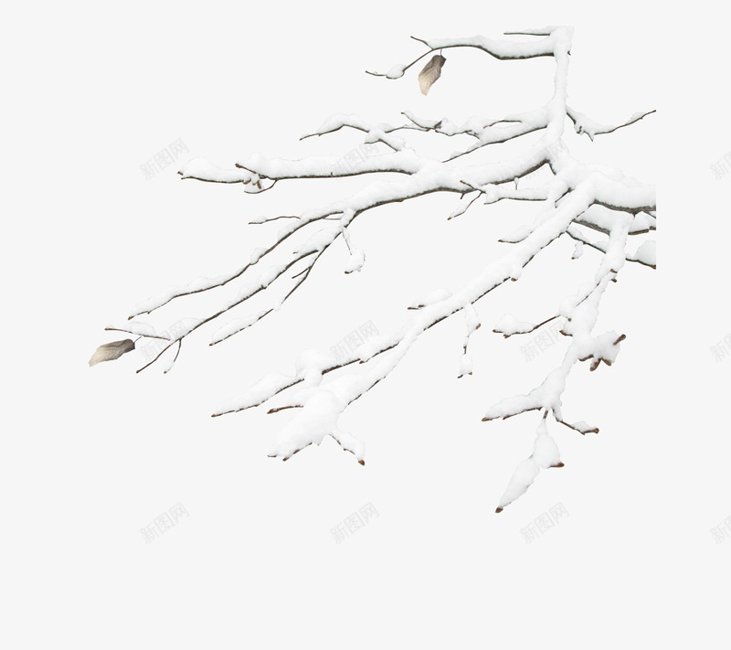 雪树枝装饰png免抠素材_新图网 https://ixintu.com 圣诞节 圣诞节海报元素 树枝 白色 积雪 雪景