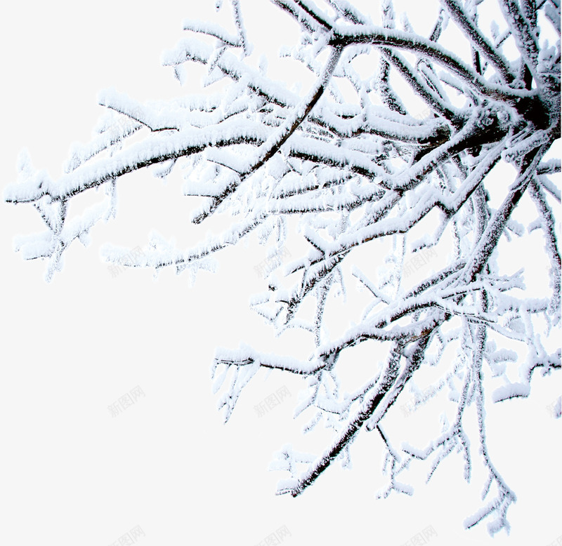 白色雪景冬日树木png免抠素材_新图网 https://ixintu.com 冬日 树木 白色 雪景