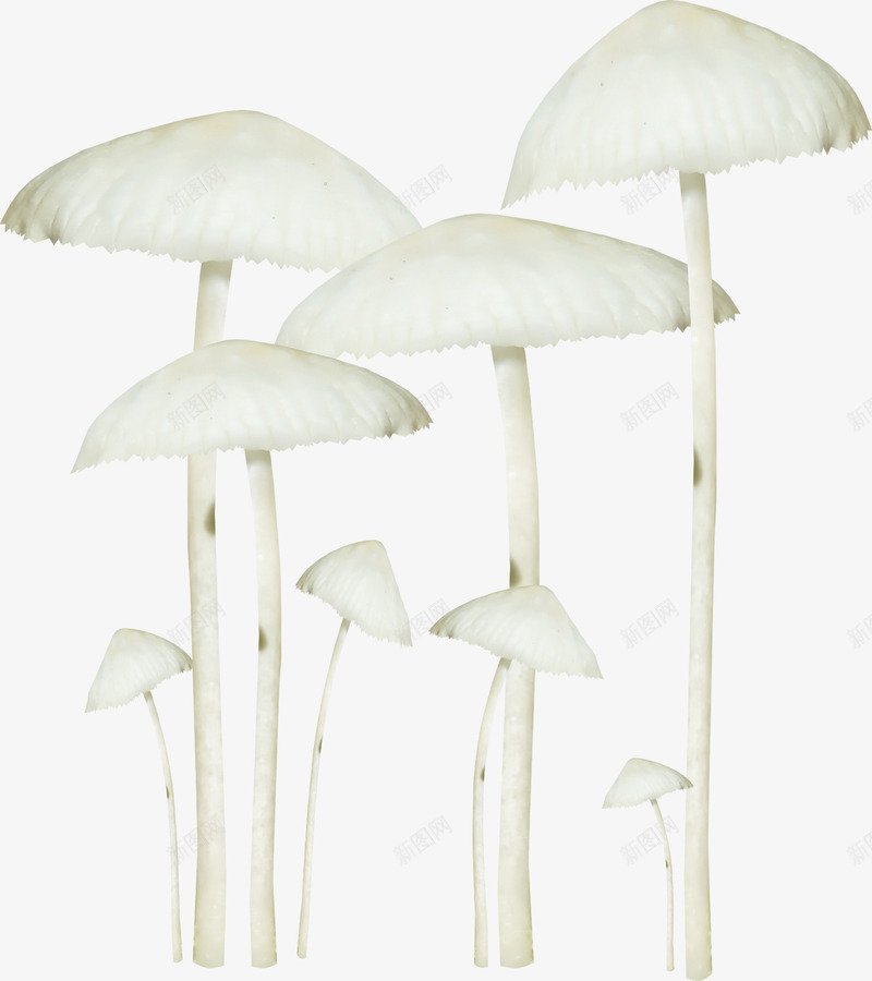一堆蘑菇png免抠素材_新图网 https://ixintu.com 白色蘑菇 蘑菇