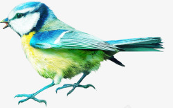 森林动物彩色小鸟素材