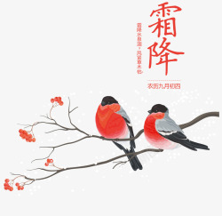 霜降中国风手绘小鸟高清图片