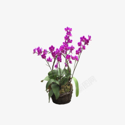 盆栽紫花素材