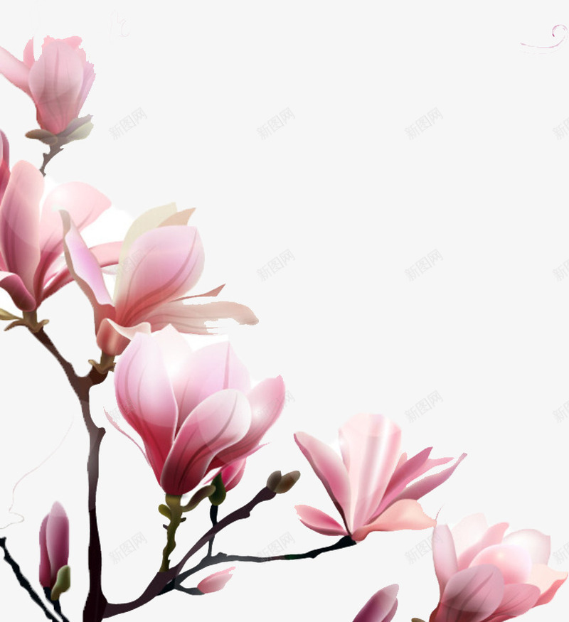 粉色美丽的玉兰花png免抠素材_新图网 https://ixintu.com 中国风 创意 玉兰花 玉兰花矢量图 粉色 美丽 花朵 设计