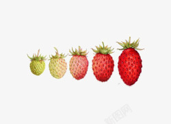 草莓成长过程成熟的草莓高清图片