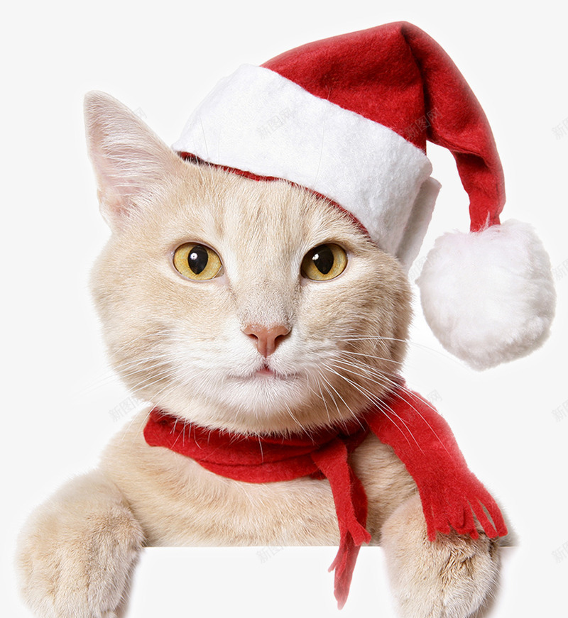 呆萌圣诞小猫png免抠素材_新图网 https://ixintu.com 可爱 呆萌 喜庆 圣诞帽 圣诞快乐 圣诞礼物 圣诞老人 圣诞节 小猫 红色 节日气氛 装饰丝带