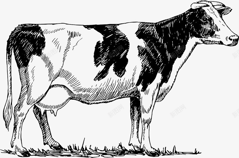 草地上的奶牛png免抠素材_新图网 https://ixintu.com 动物 奶牛 牛奶 草地上 黑白牛
