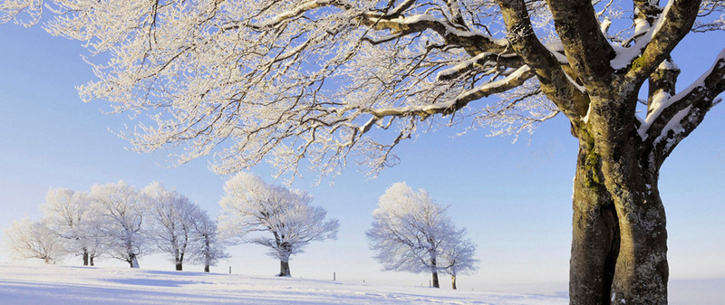 梦幻雪地大树风景png免抠素材_新图网 https://ixintu.com 大树 梦幻 雪地 风景