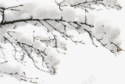 雪压枝干雪落枝头高清图片
