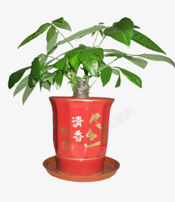 家中放置绿色盆栽高清图片