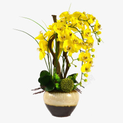 盆栽黄色花朵素材