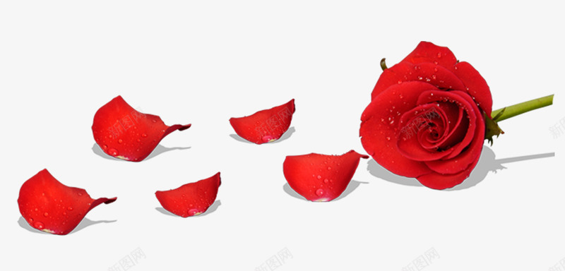 精美的红玫瑰和花瓣图psd免抠素材_新图网 https://ixintu.com 一堆花瓣 免抠 免抠图 精美 红玫瑰 花 花朵 花瓣 鲜花