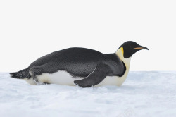 南极雪上的企鹅素材
