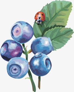 水果灯笼果蓝莓蓝莓素材
