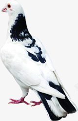 黑白色羽毛中秋节黑白色羽毛的鸽子高清图片