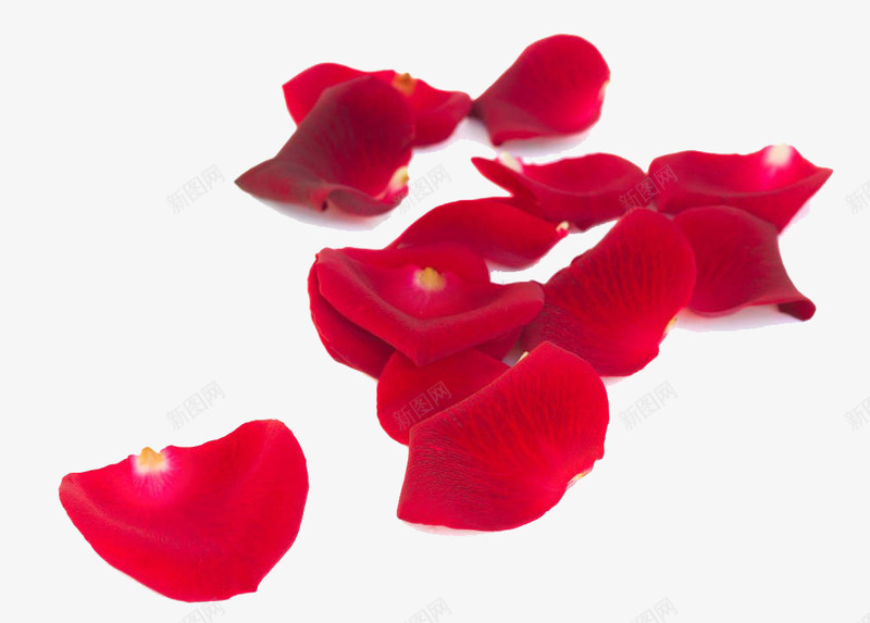一堆玫瑰花瓣png免抠素材_新图网 https://ixintu.com 一堆玫瑰花瓣 实物 深红色 红玫瑰 花瓣 花瓣摄影