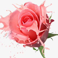牛奶玫瑰粉色玫瑰花高清图片