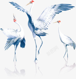 红色爪子起舞的白鹤高清图片