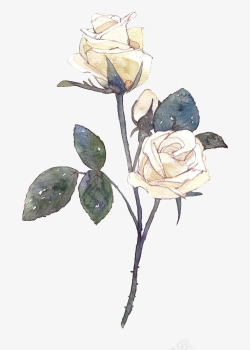彩绘白色玫瑰花花朵素材