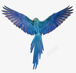 鹦鹉飞翔蓝色鹦鹉背影高清图片