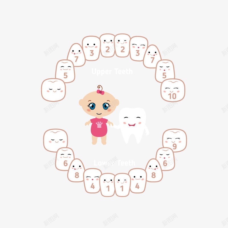 婴儿卡通牙齿png免抠素材_新图网 https://ixintu.com 医疗人体 医疗保健 可爱牙齿 可爱表情 图示 婴儿牙齿 孩子牙齿 教育 牙齿插画 矢量素材 结构人器官 解刨