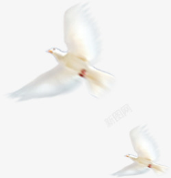 飞行的白鸽白色模糊白鸽飞行高清图片