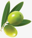 新鲜橄榄植物植物素材