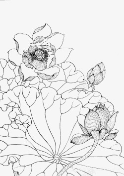 精细手绘线稿莲花儿精细手绘图标高清图片