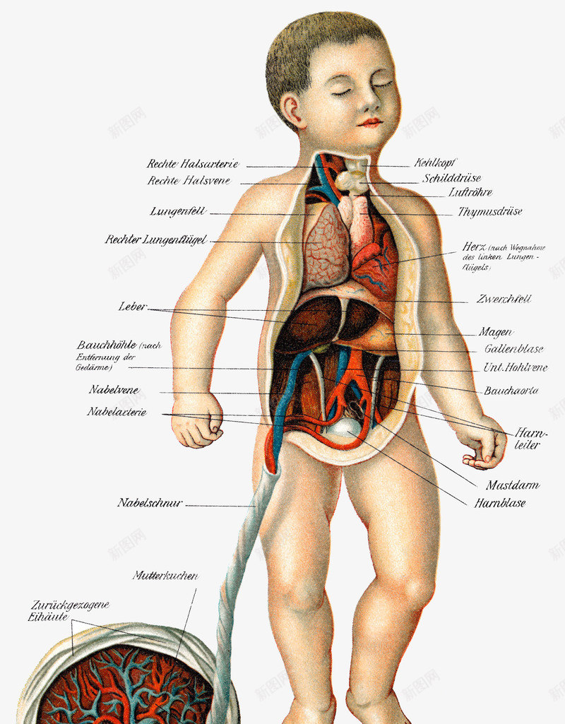 人体结构png免抠素材_新图网 https://ixintu.com 人体结构 出生 婴儿 宝宝 小娃娃 新生儿 母婴 胎儿 胚胎 脐带 脐带血 诞生 降临