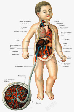 人体胚胎人体结构高清图片