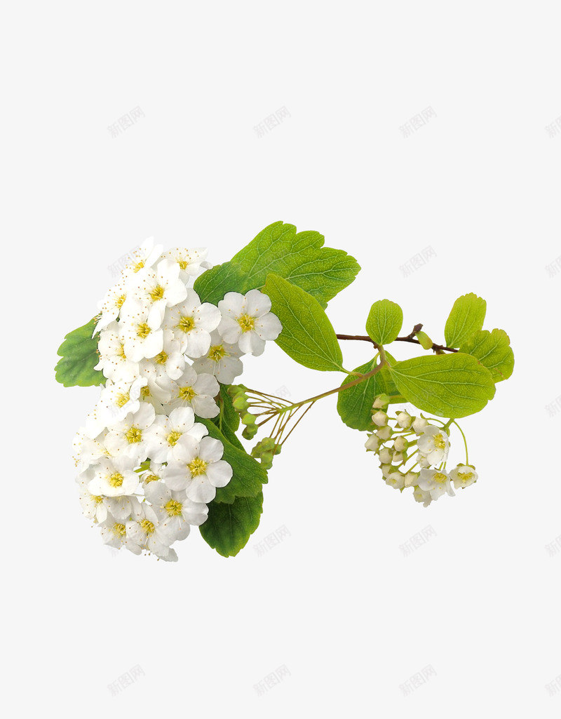 白色清新草莓花植物png免抠素材_新图网 https://ixintu.com 植物 清新 白色花朵 白色草莓花 花朵 草莓花