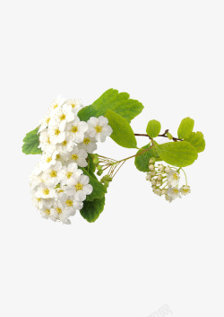 白色清新草莓花植物素材