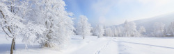 摄影白色的雪花世界树木素材