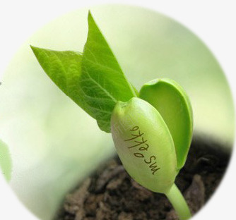 创意合成效果绿色的盆栽植物png免抠素材_新图网 https://ixintu.com 创意 合成 效果 植物 盆栽 绿色