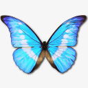 MorphoHelenaPersonalIcon图标png_新图网 https://ixintu.com animal butterfly helena morpho personal 个人 动物 大闪蝶 海伦娜 蝴蝶