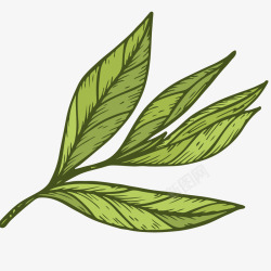 绿茶茶叶绘画插图矢量图素材